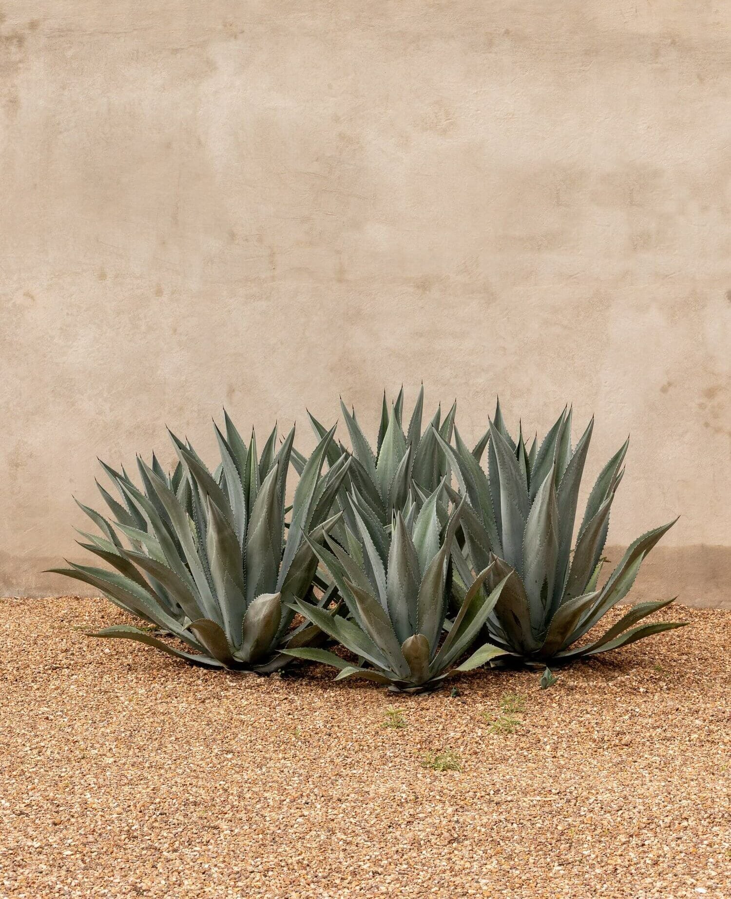 Villa ITO, Mexico — Sculptural agave plants against minimalist cream plaster wall and sandy ground, desert landscaping detail.