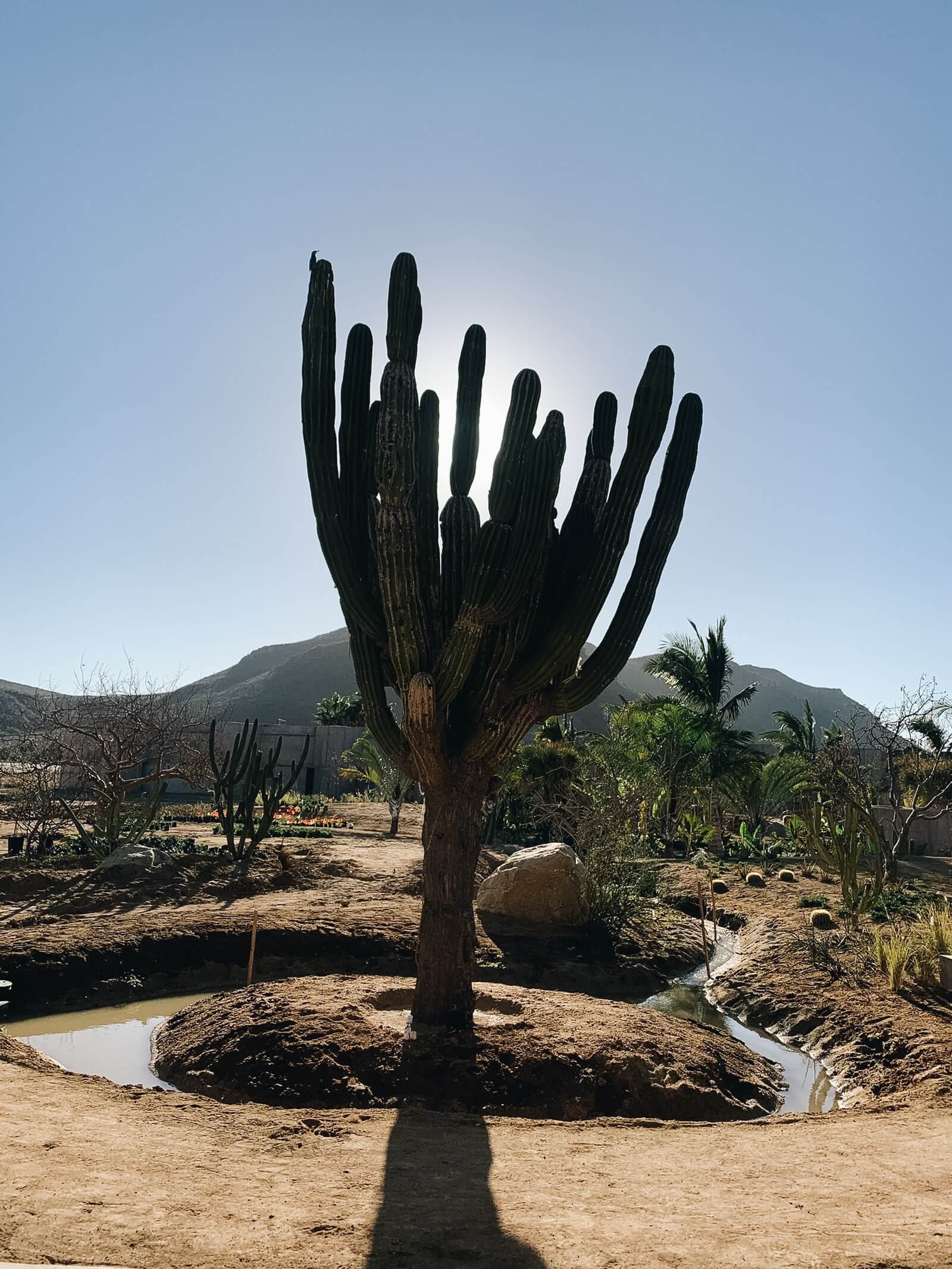 Paradero Todos Santos, Mexico — Towering organ cactus with multiple dark green arms casting long shadow across sandy courtyard with irrigation channels and distant mountain backdrop.