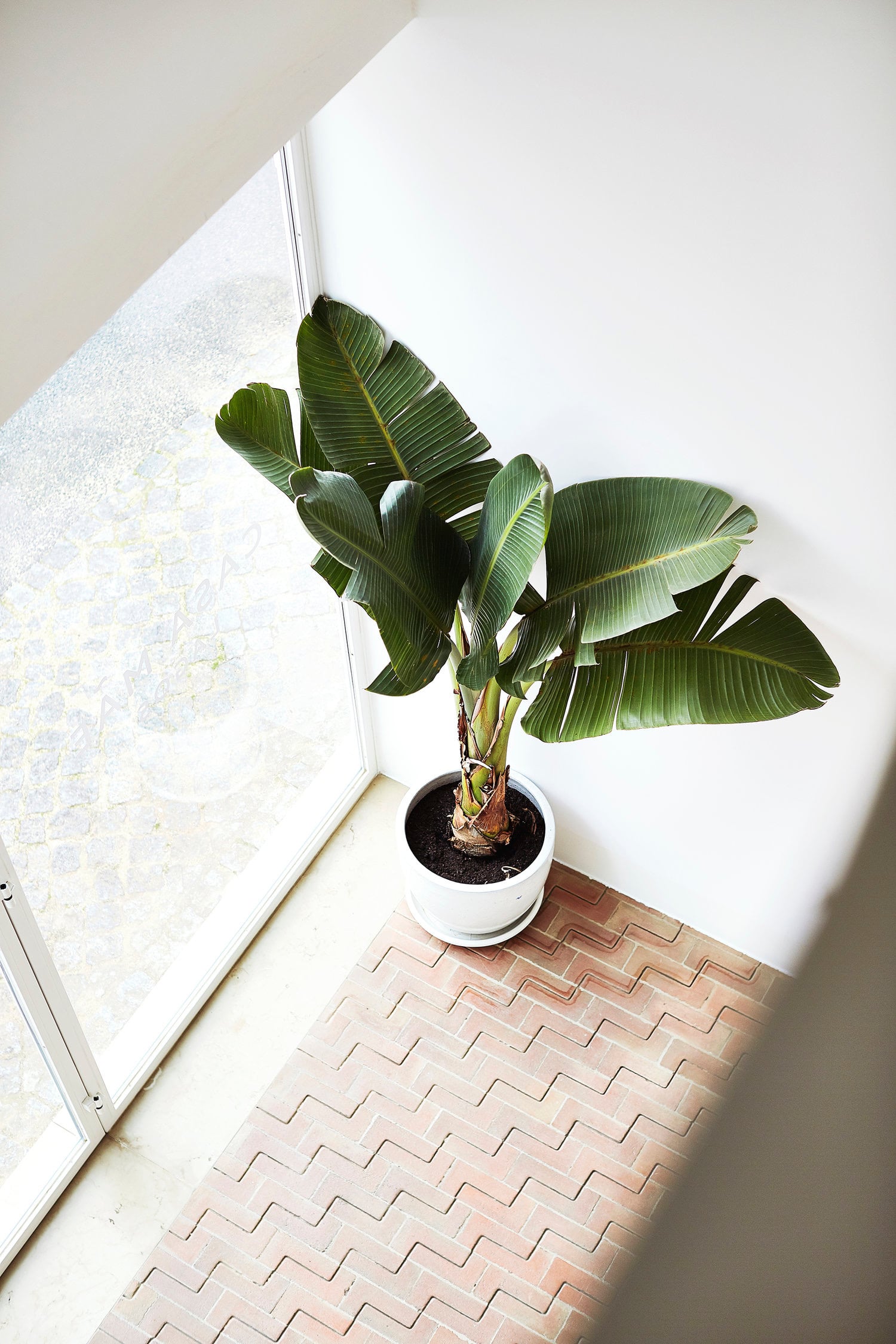 Casa Mãe, Europe — Potted banana plant with verdant leaves positioned beside bright window, terracotta herringbone flooring, minimalist luxury interior.