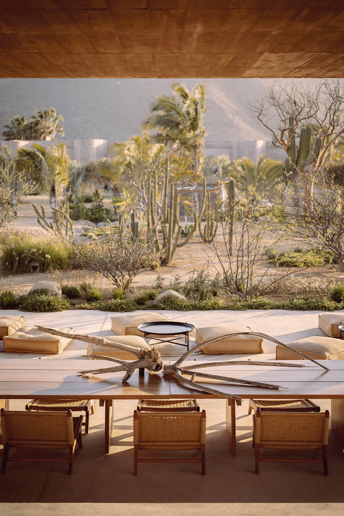Paradero Todos Santos, Mexico — Desert landscape with saguaro cacti viewed through modern pavilion with wooden furnishings and sculptural driftwood centerpiece.