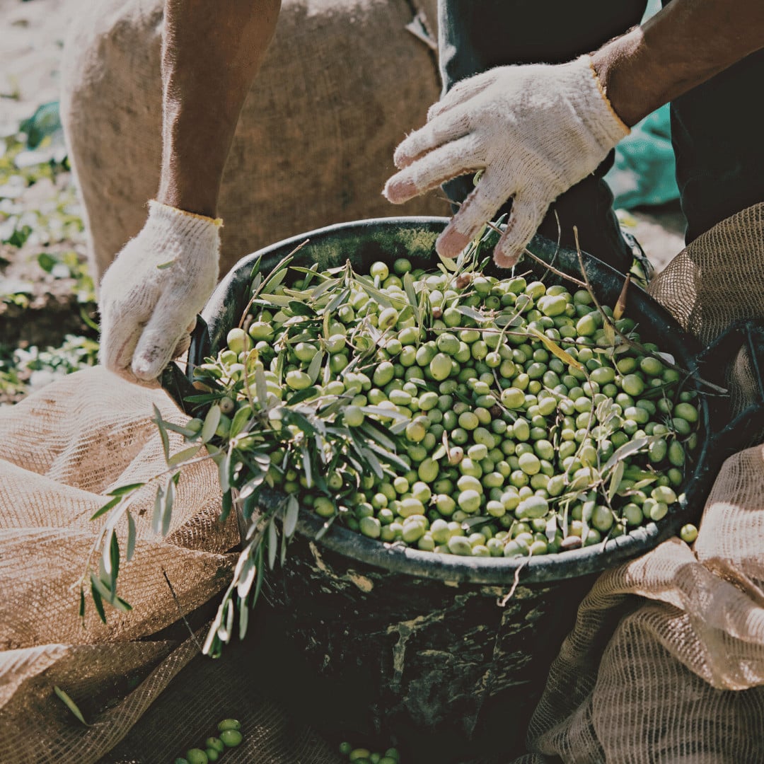 Chef's Garden, Europe — Workers in white gloves harvesting fresh green olives into weathered metal basin, artisanal farm-to-table ingredient sourcing.