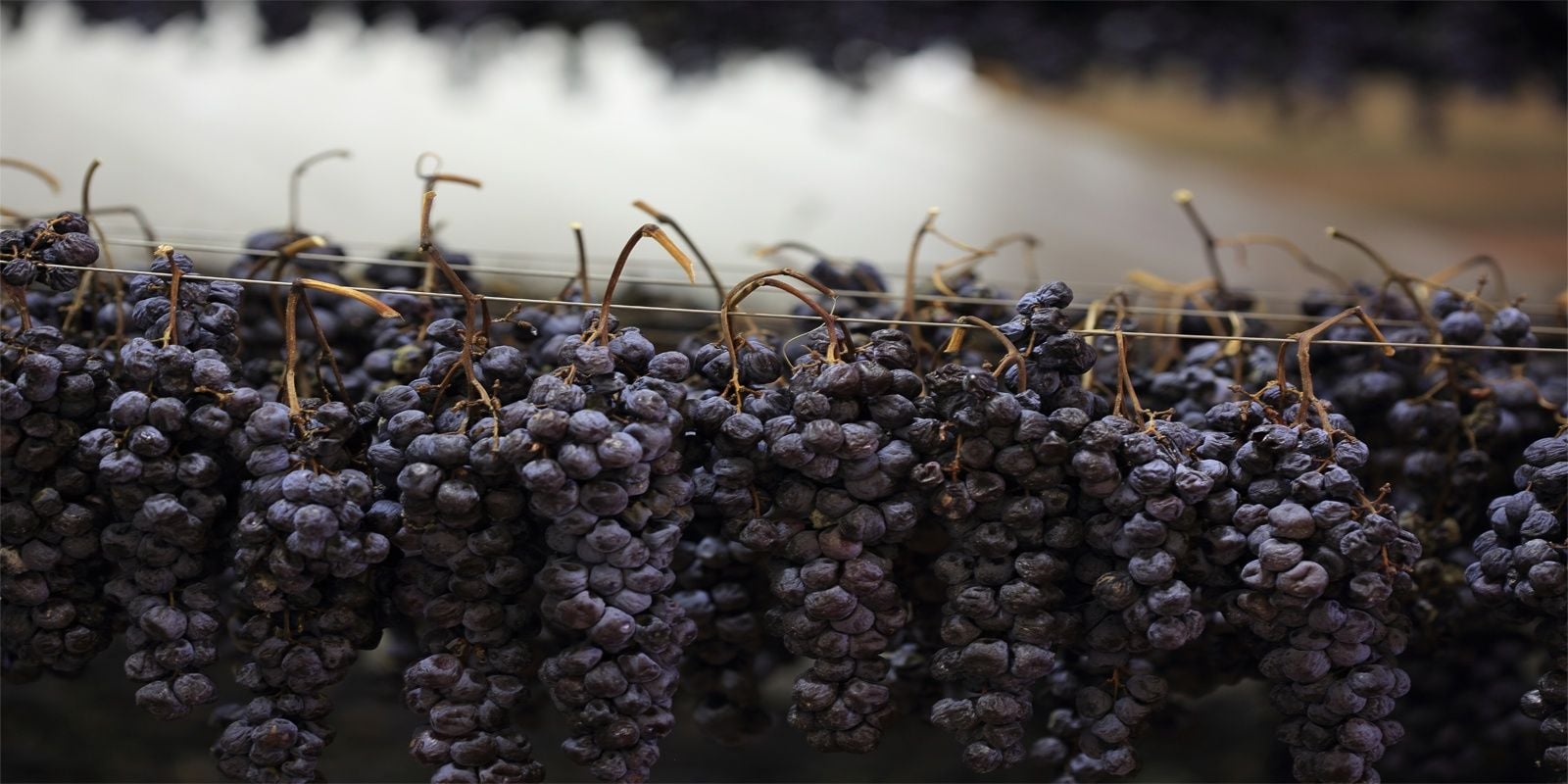 Muri-Gries Winery, Europe — Dark grape clusters suspended on wire against misty alpine backdrop, harvest detail.