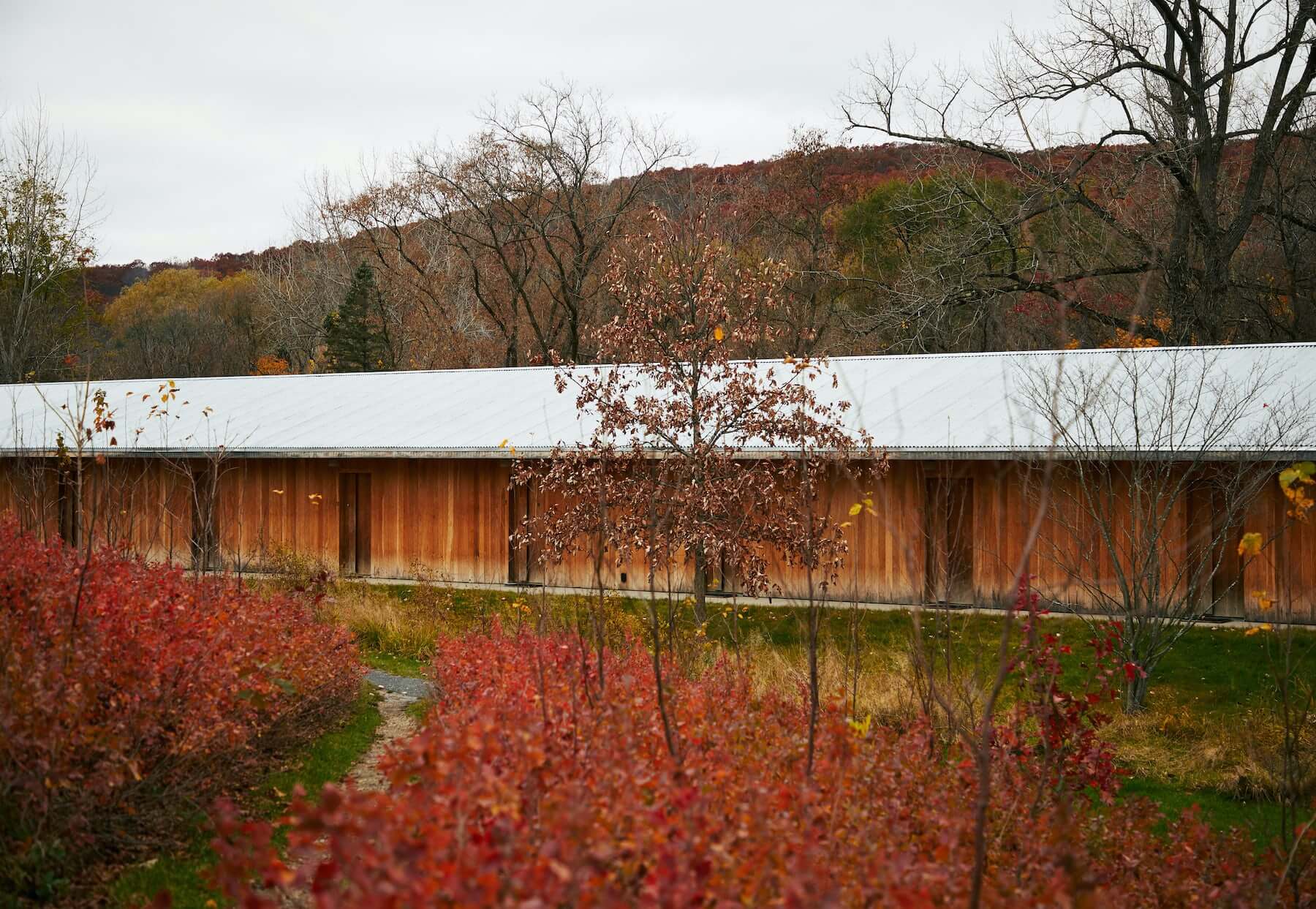 Tourists, North America — Modernist pavilion with white roof and weathered wood siding nestled in autumn foliage, surrounded by crimson ornamental grasses and bare trees.