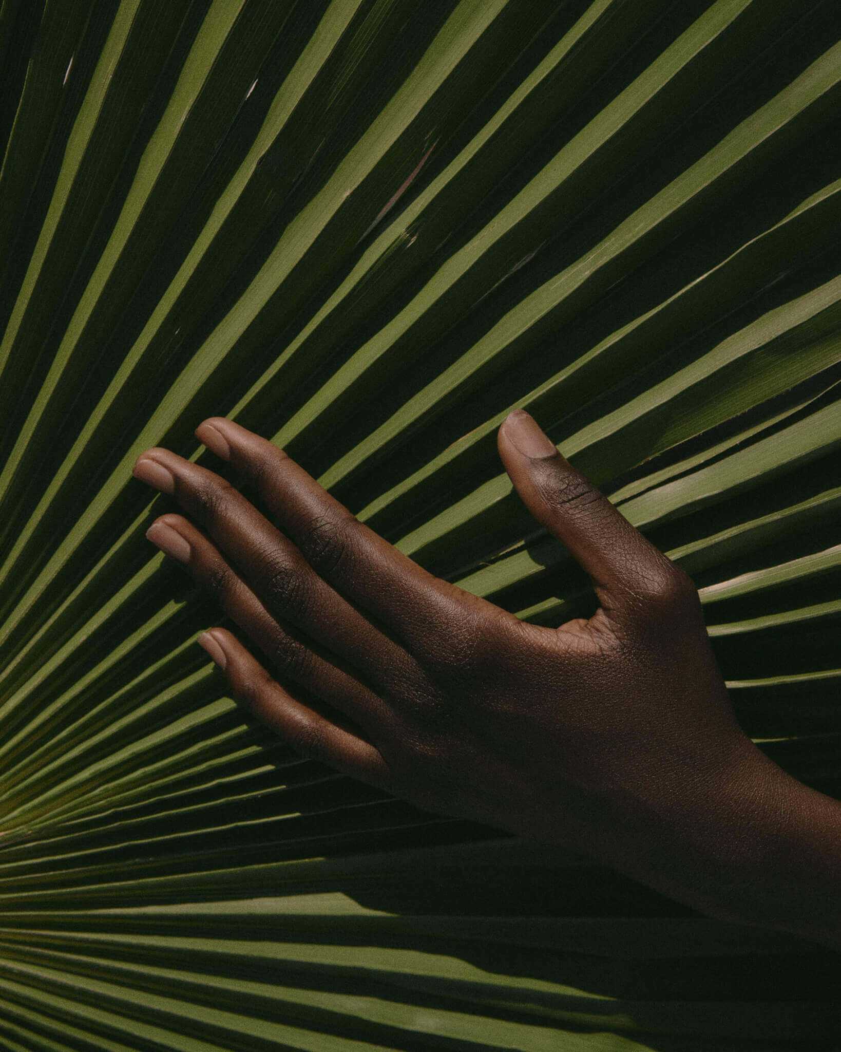 Garden Club Spa, North America — Hand touching fan palm fronds, natural light filtering through green striped leaves, tropical spa atmosphere.