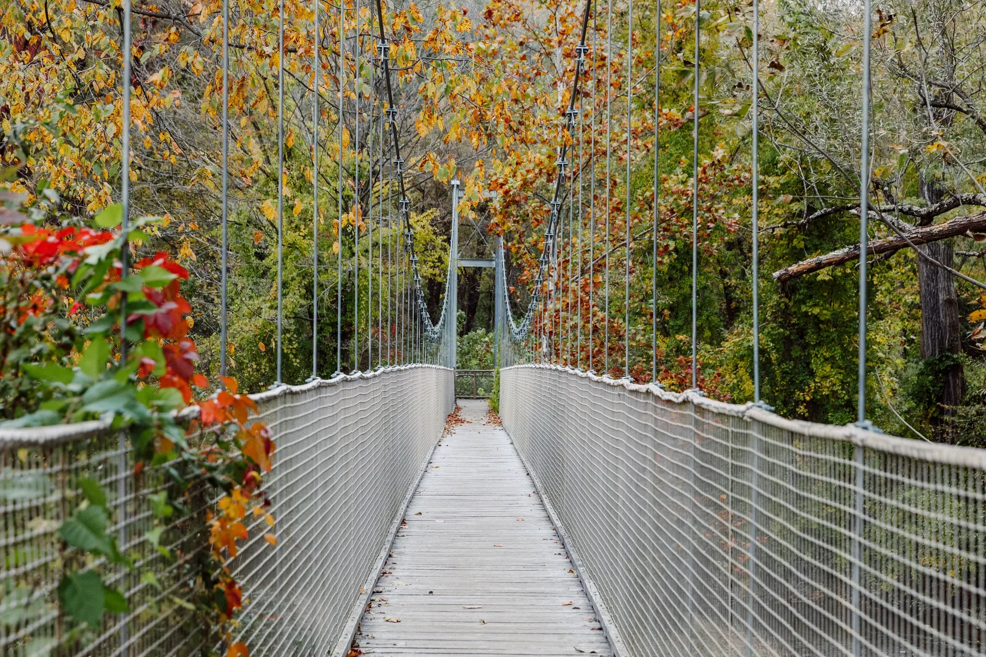 Happenings — Suspended wooden boardwalk through autumn forest canopy with steel railings and cable supports, dappled light filtering through golden foliage.