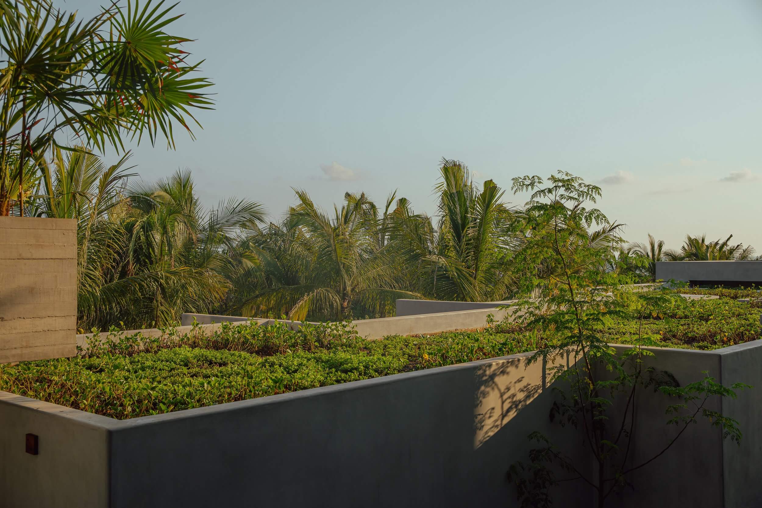 Hotelito MUSA, Mexico — Rooftop garden with raised planters, tropical palms, and minimalist concrete architecture overlooking lush landscape at dusk.