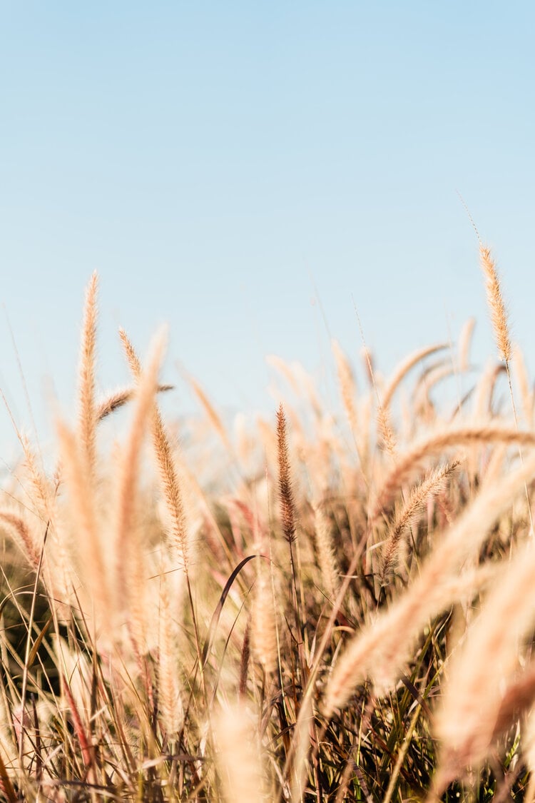 Quinta da Comporta, Portugal — Golden wheat field at golden hour with soft blue sky, natural light creating warm ethereal atmosphere perfect for luxury hospitality design inspiration.