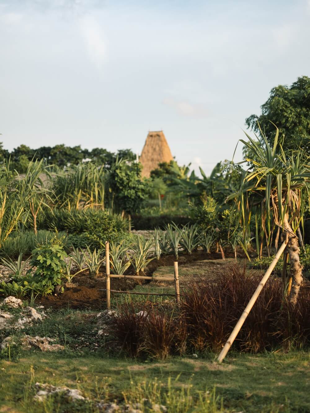 The Farm, Asia — Lush vegetable garden with wooden stakes and clay pyramid structure, tropical greenery and natural light.