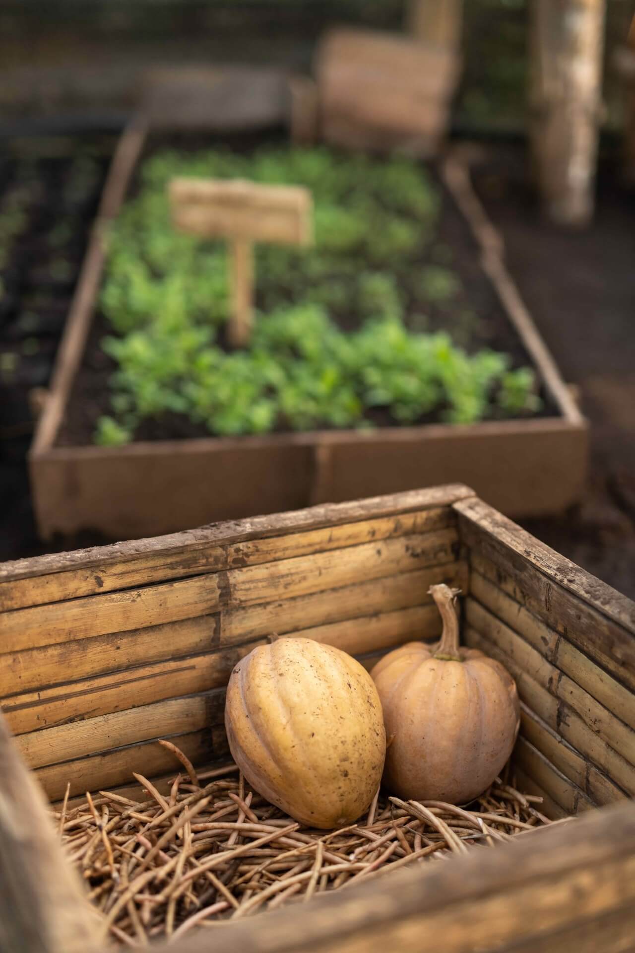 Cap Karoso, Asia — Wooden farm crate with harvested squash and straw, raised garden beds with fresh herbs in soft daylight.