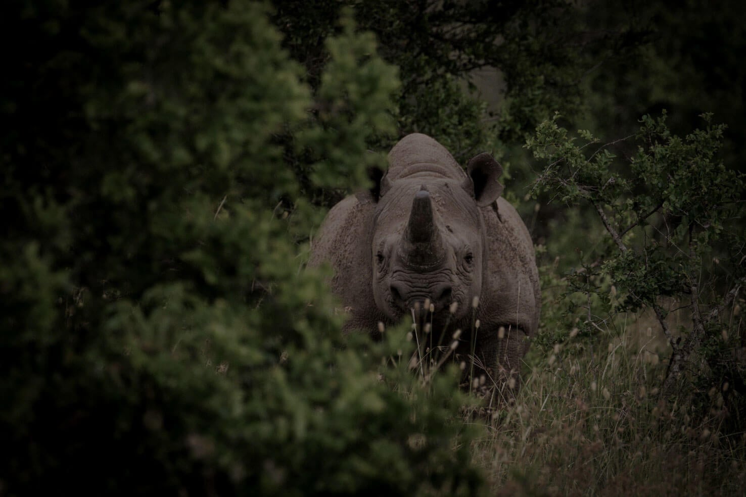 Safari Africa — Black rhinoceros emerges from dense green bush, moody natural light, wildlife photography, luxury safari experience