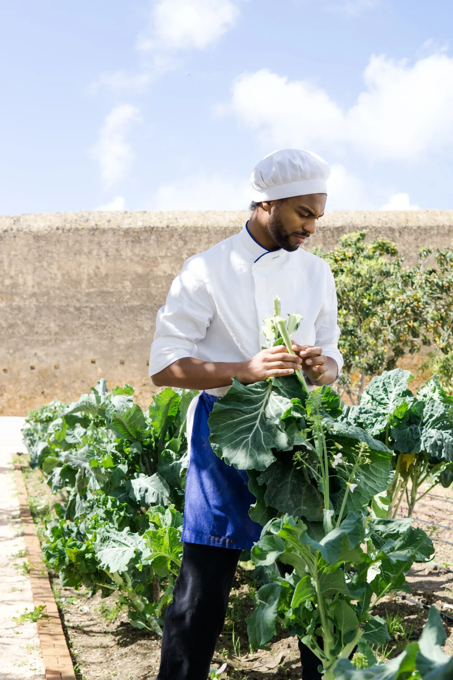 Casa Mãe, Europe — Man in white chef's coat examining fresh vegetables in sunlit garden bed against stone wall.