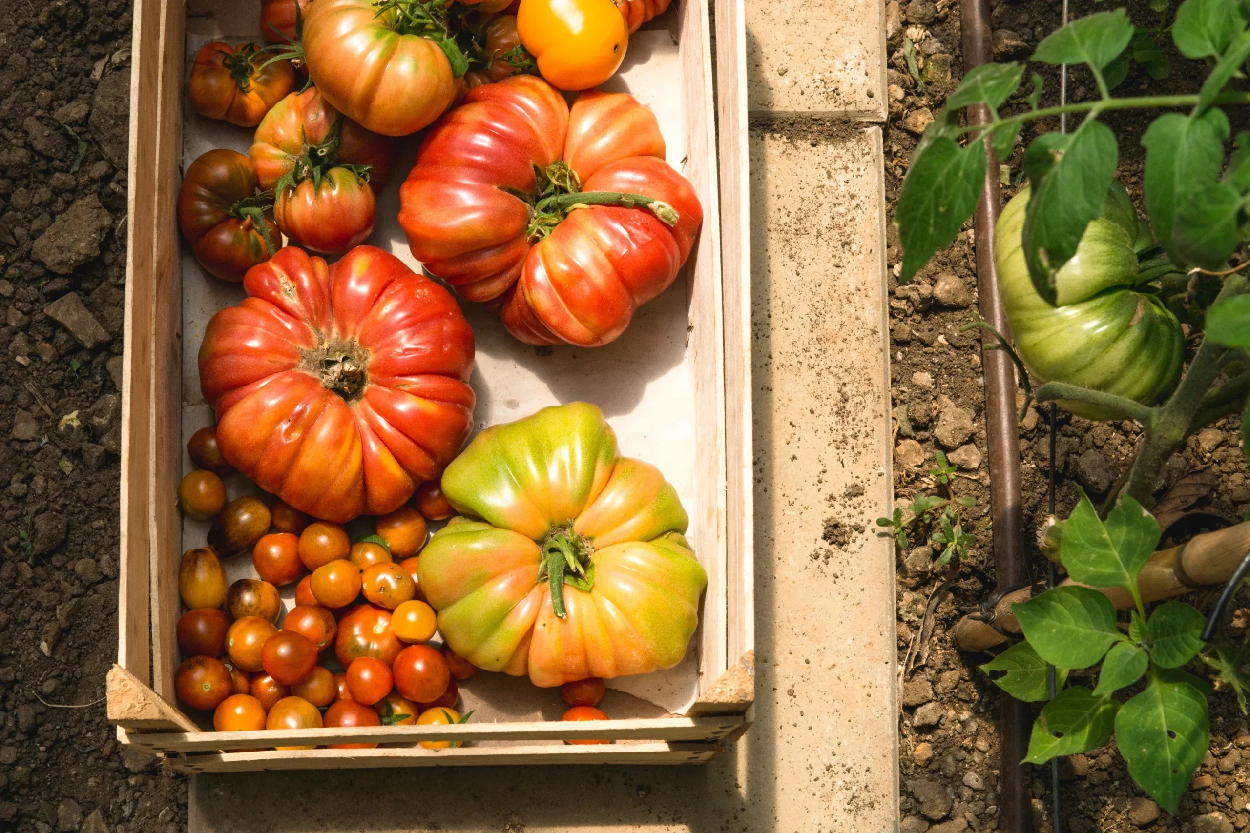 Casa Mãe, Europe — Wooden crate of heirloom tomatoes and garden vegetables in sunlight, freshly harvested from organic vegetable garden beds.