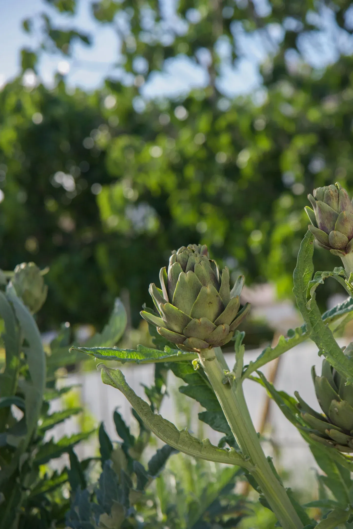 Casa Mãe, Europe — Artichoke buds with serrated leaves in bright sunlight, blurred flowering vines and sky beyond, garden detail.