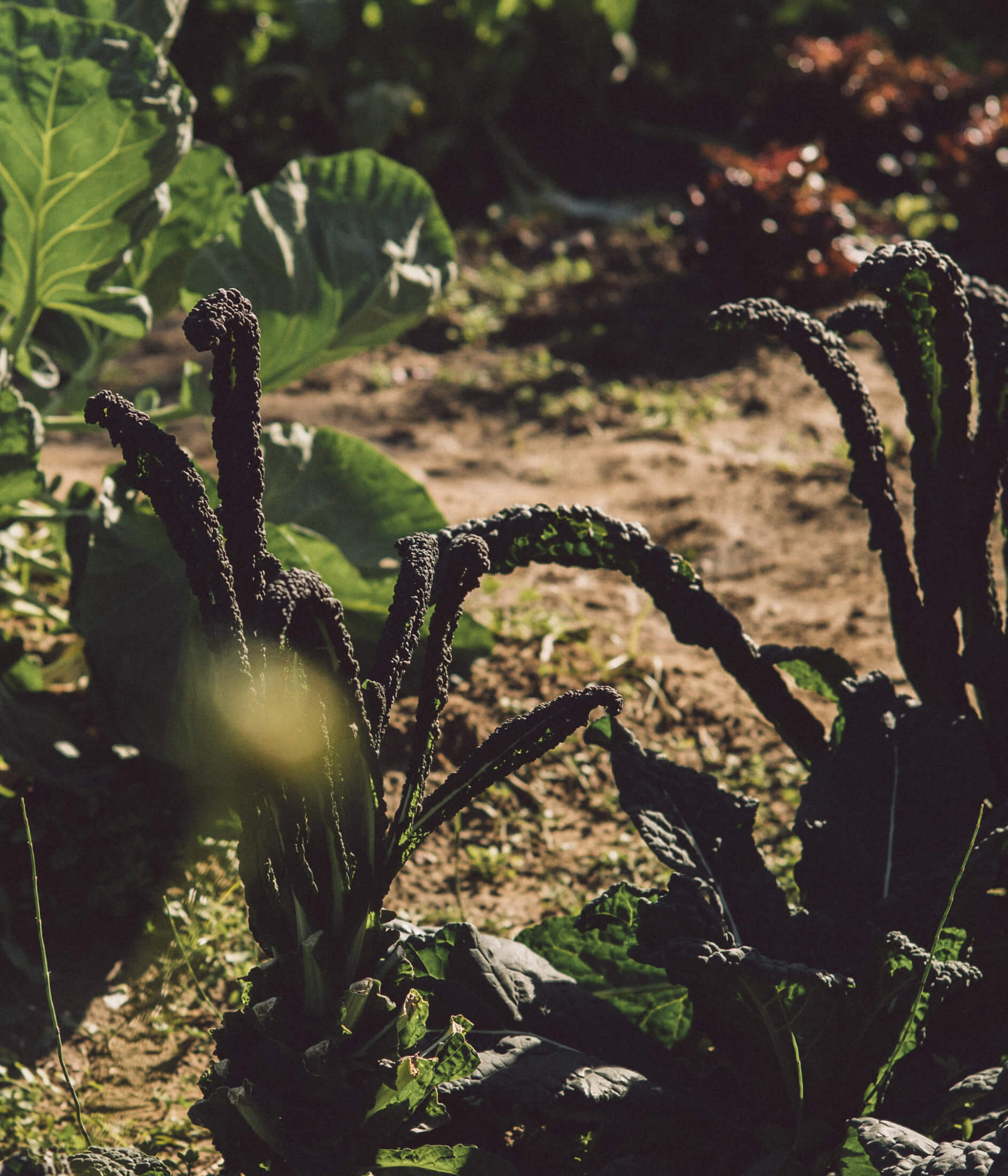 Organic Orto, Europe — Fern fiddleheads unfurling in morning light above dark fertile soil, Mediterranean garden detail.