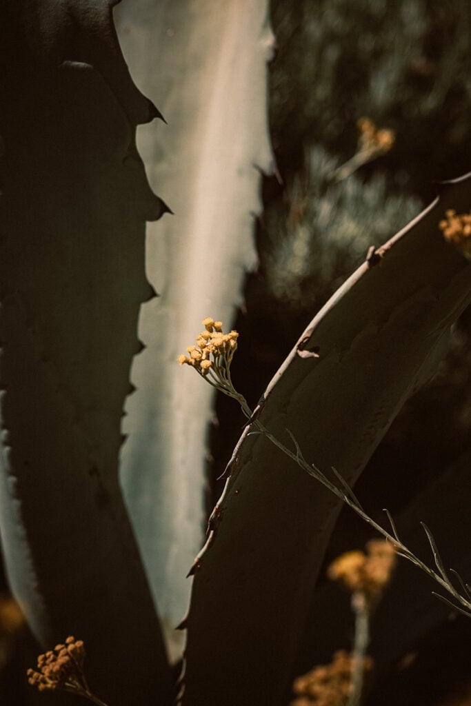 Epi 1959, Europe — Sunlit succulent plants with delicate yellow flowers casting shadows on textured stone walls, architectural detail photography.