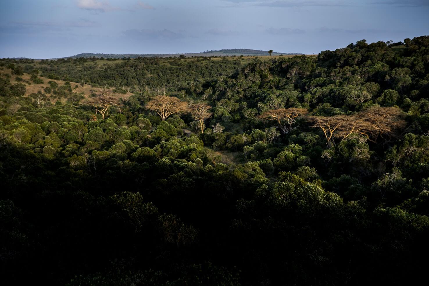 Ngare Ndare Forest, Africa — Aerial view of dense green forest canopy with scattered cleared patches and distant hills under soft daylight.