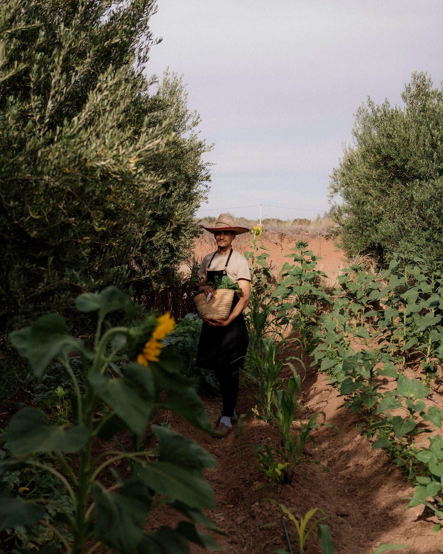 Culinary Workshops, Africa — Farmer in straw hat harvesting vegetables in lush garden rows with olive trees and reddish soil.