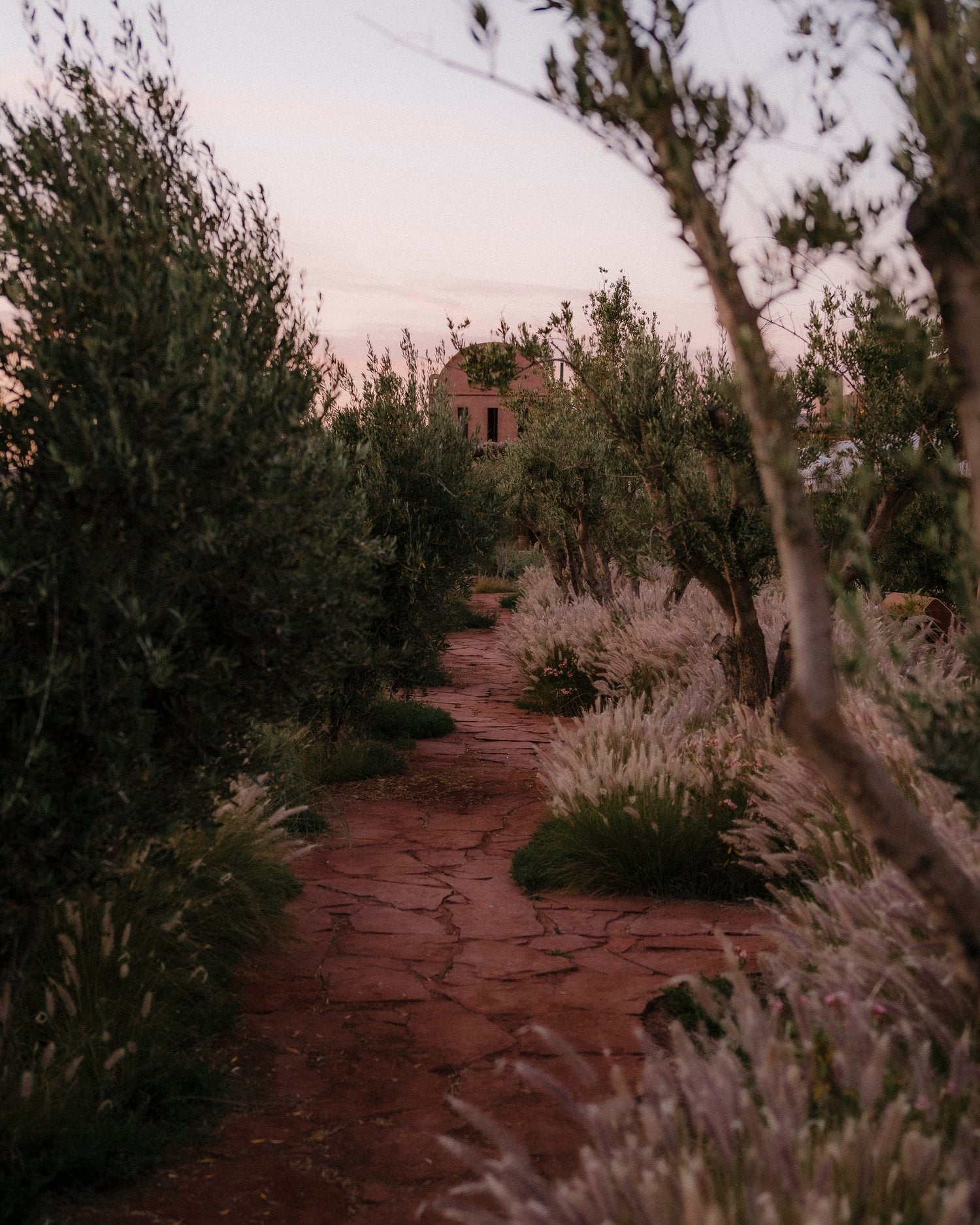 Farasha Farmhouse, Africa — Rustic terracotta pathway lined with olive trees and desert plants at dusk, leading to pink clay building nestled in arid landscape.