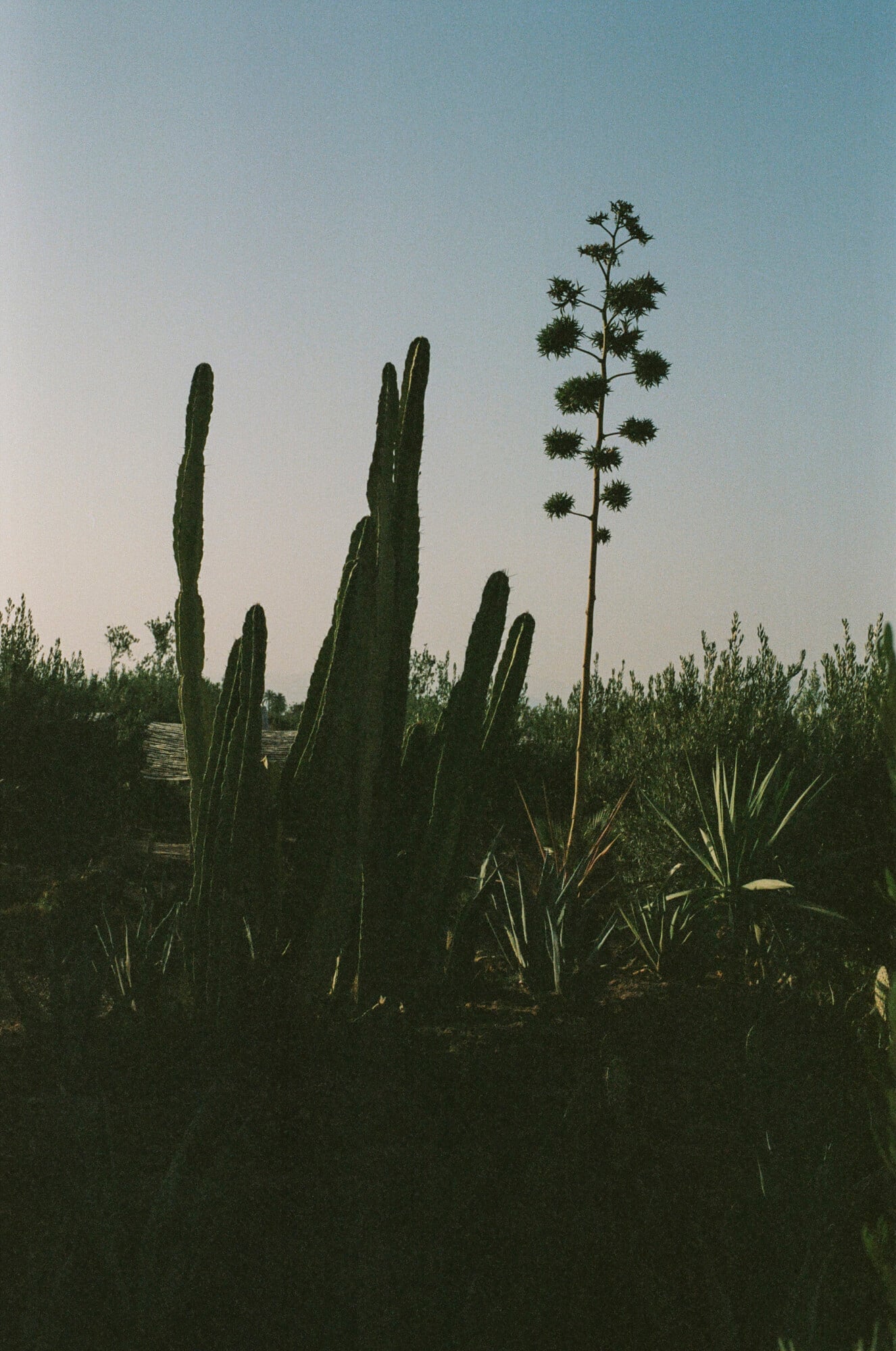 Farasha Farmhouse, Africa — Tall columnar cacti and spiky desert plants backlit by golden hour light against hazy sky, architectural landscaping detail.
