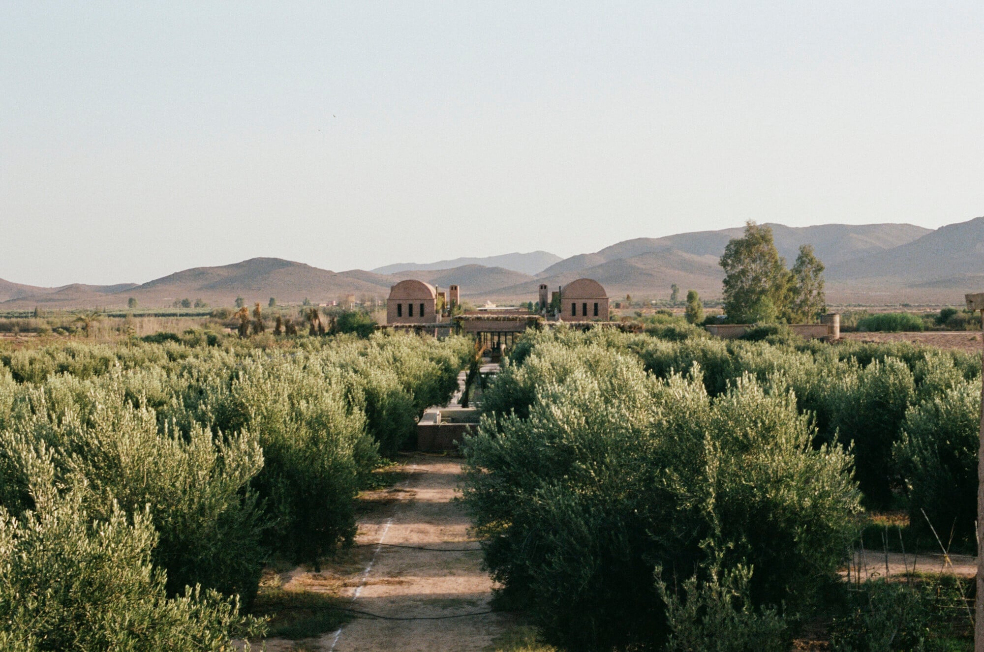 Farasha Farmhouse, Africa — Olive grove leading to domed pavilions across arid valley landscape at golden hour.