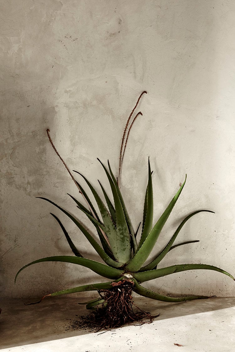 Coqui Coqui Papholchac, Mexico — Agave plant with exposed roots and flowering stems against weathered plaster wall, minimal natural light.