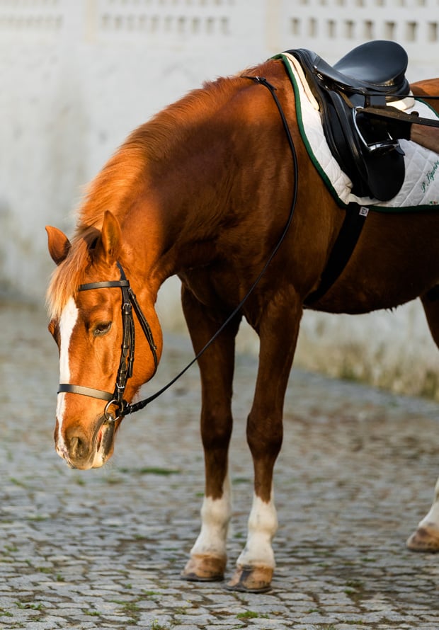 São Lourenço do Barrocal, Portugal — Saddled chestnut horse with white blaze standing on cobblestone courtyard, rustic whitewashed architecture backdrop.