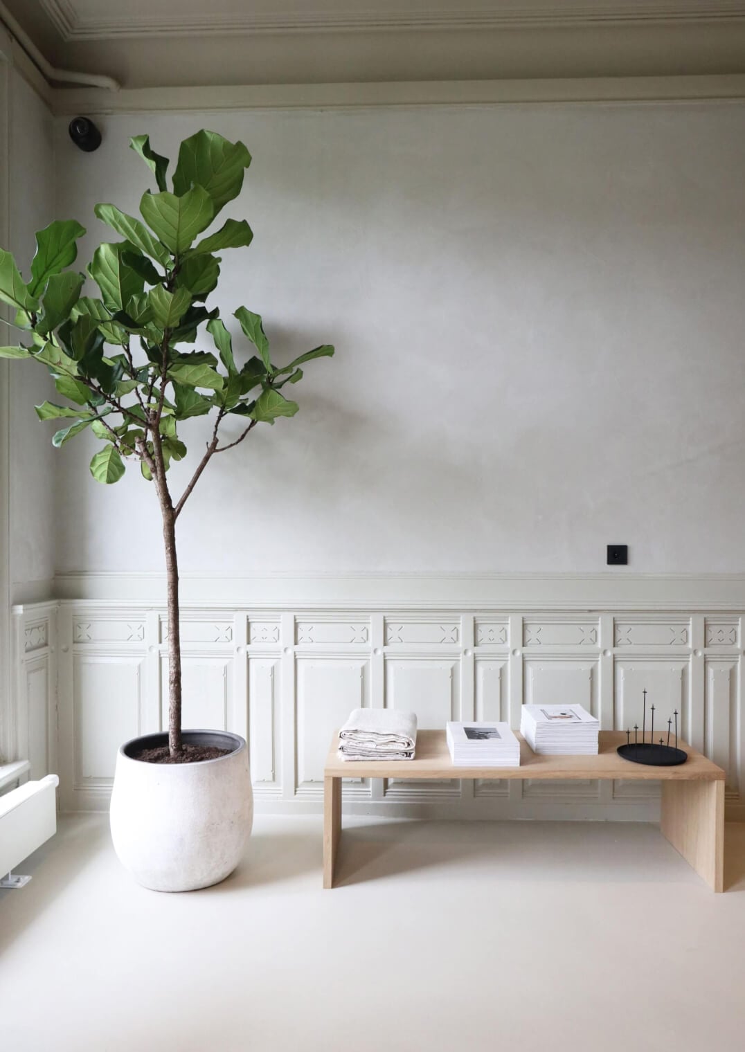 Hotel âme, Europe — Minimalist interior with fiddle leaf fig in white ceramic planter, natural wood bench, paneled walling, and soft north light casting shadows across pale flooring.