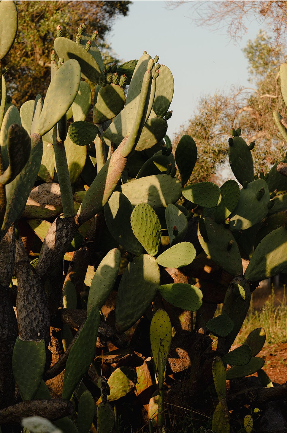 Casanguilla, Europe — Prickly pear cactus with pale green paddles in warm sunlight, rustic stone wall visible, Mediterranean landscape aesthetic.