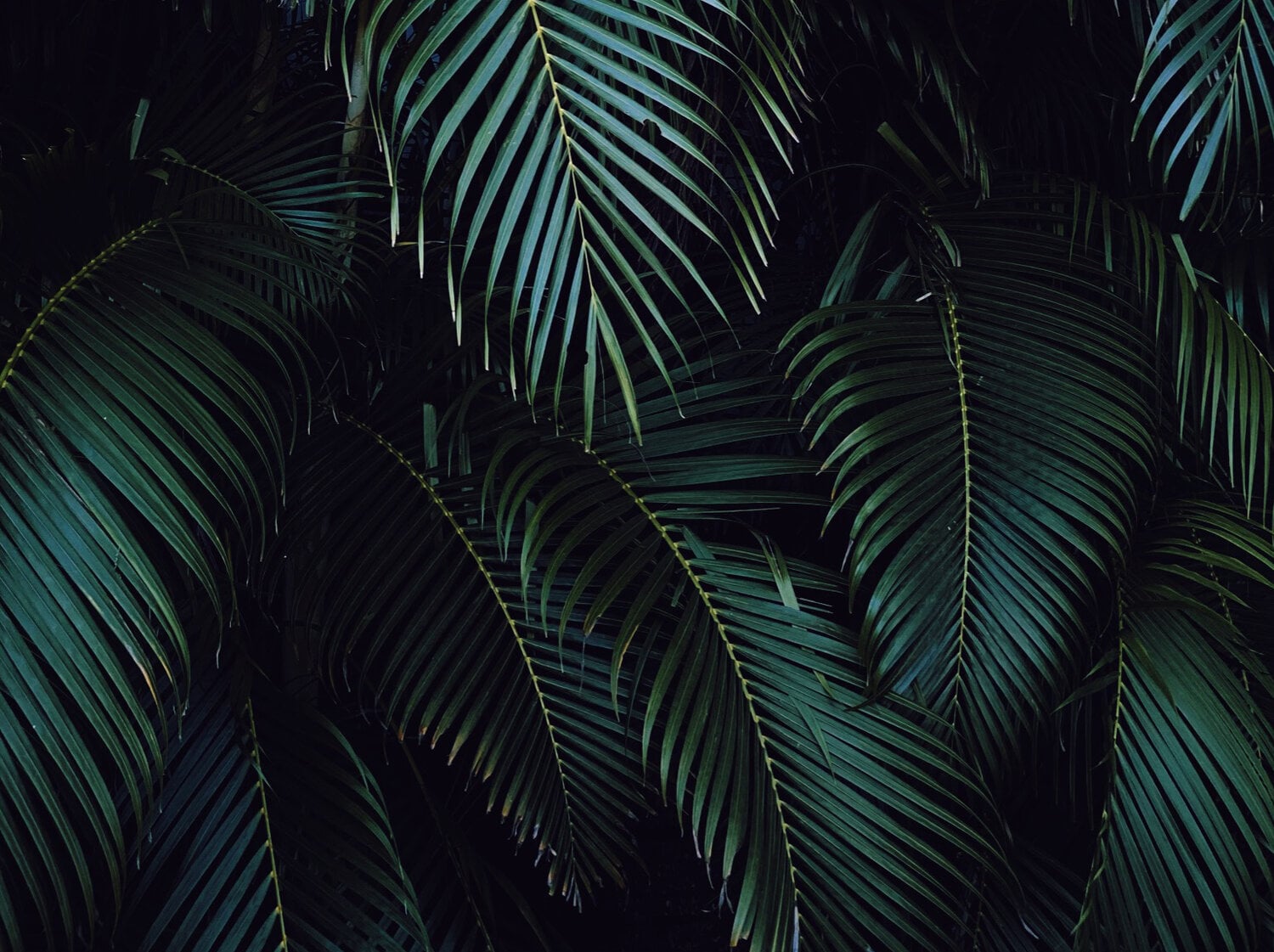Hotel Esencia, Mexico — Layered palm fronds in deep teal and emerald create rhythmic shadow play against dark foliage, tropical luxury garden detail.