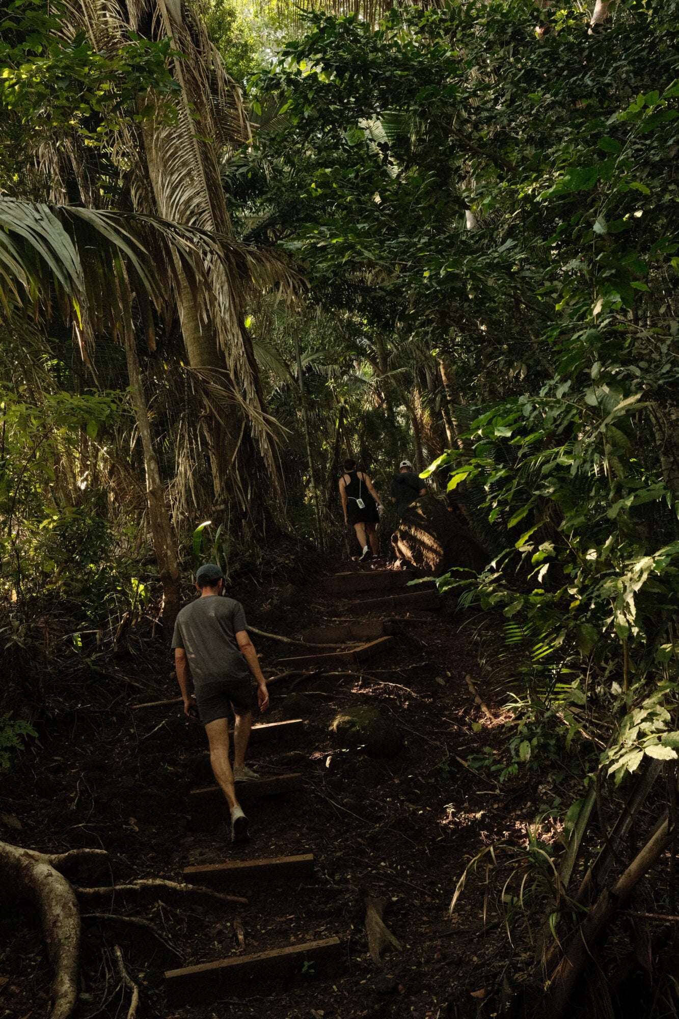Rosewood Mandarina, Mexico — Hikers on jungle trail beneath palm fronds and dense canopy, dappled sunlight filtering through lush tropical vegetation.