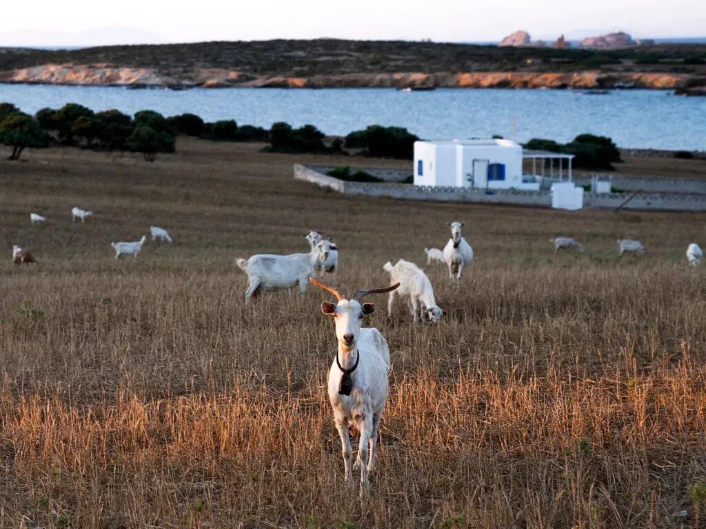 The Rooster, Europe — White goats grazing in golden stubble field with modernist coastal villa, blue lagoon, and limestone cliffs at dusk.
