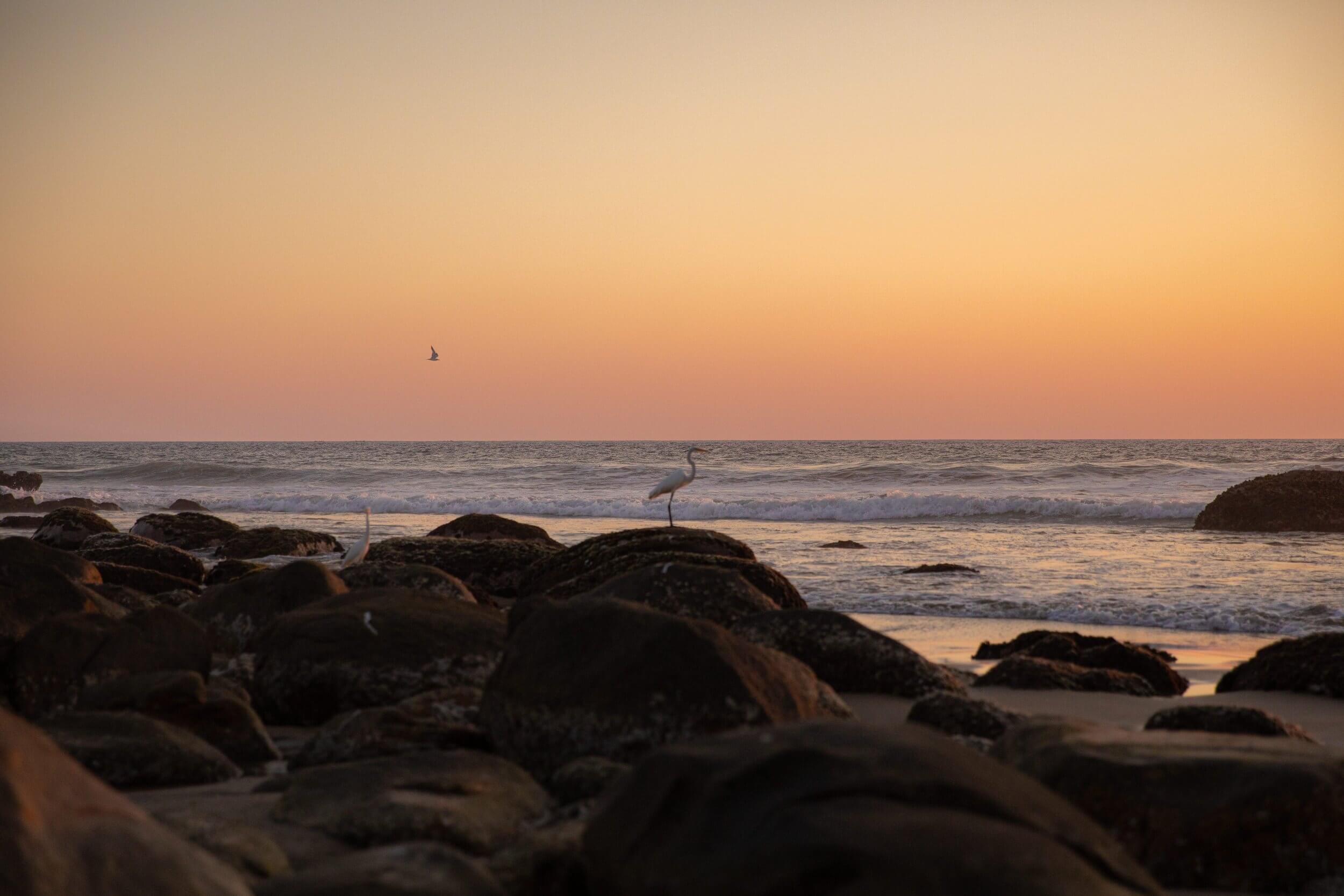 Hotelito MUSA, Mexico — Heron perched on rocky shoreline at dusk, golden light reflecting on calm waters and dark stones.