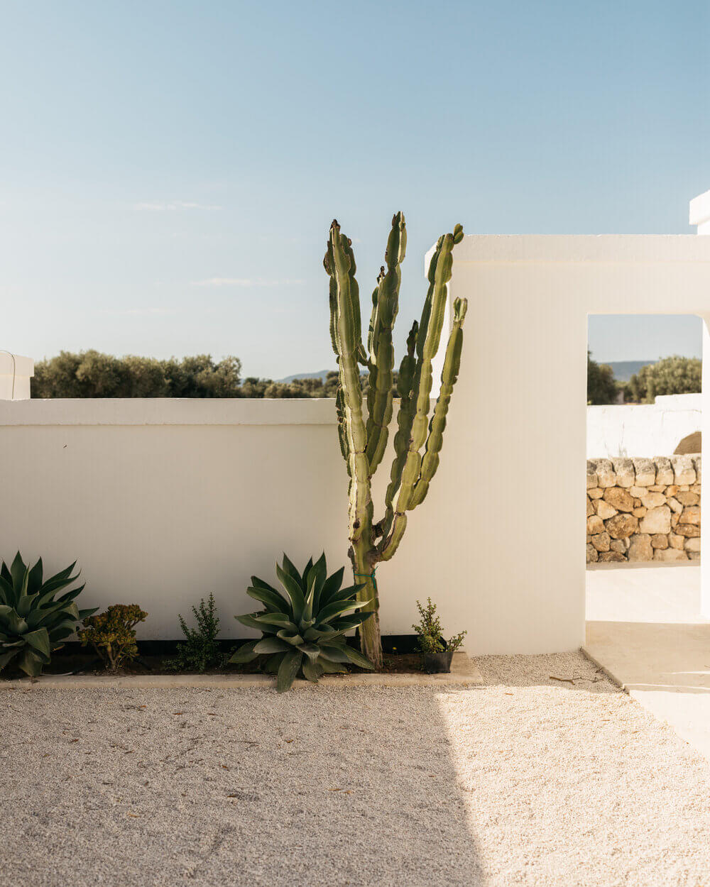 Masseria Calderisi, Europe — Tall columnar cactus beside whitewashed walls and agave plants in sunlit courtyard with stone buildings and Mediterranean landscape.