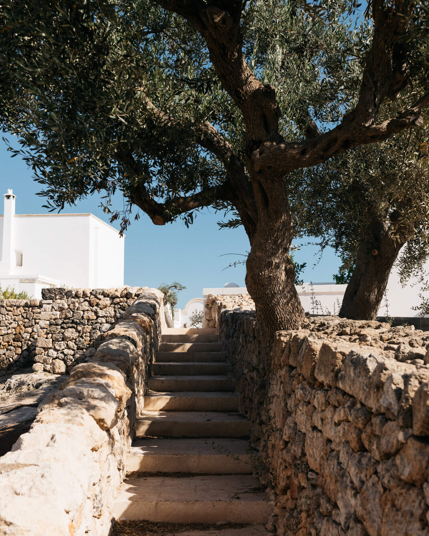 Masseria Calderisi, Europe — Stone stairway beneath ancient olive tree, whitewashed architecture, Mediterranean courtyard with clear sky.