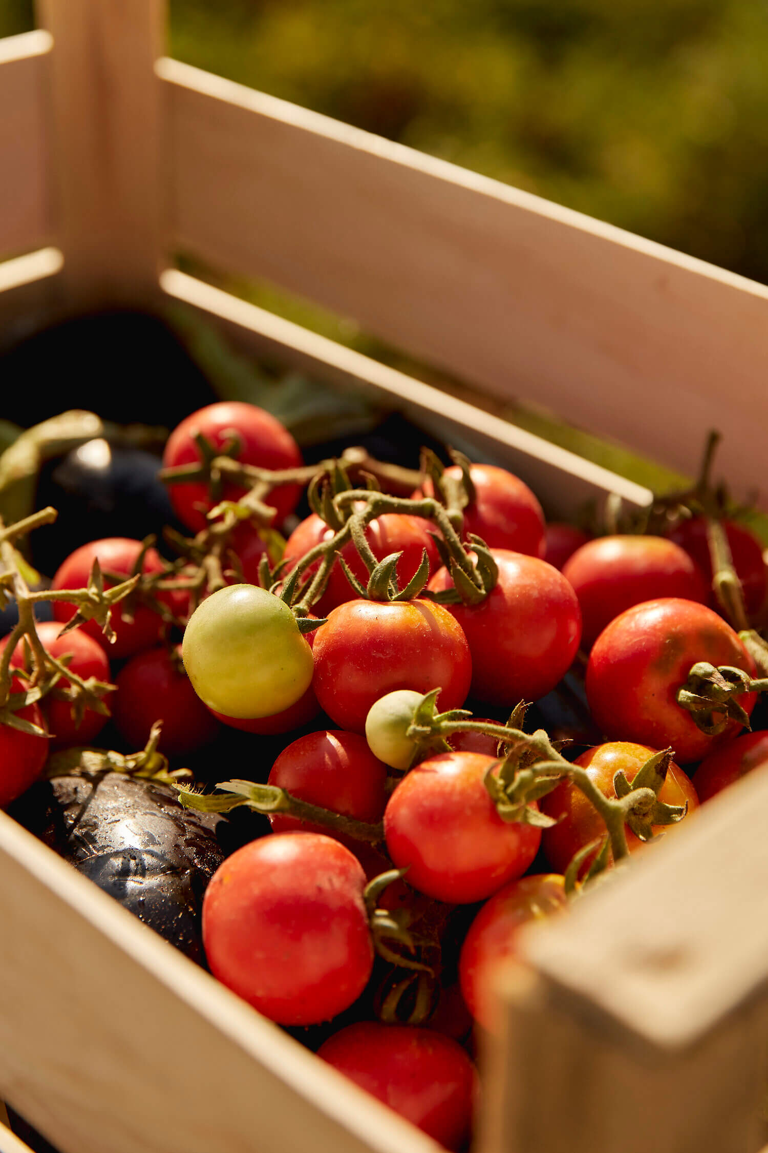Masseria Calderisi, Europe — Heirloom tomatoes and eggplant in wooden harvest crate, warm sunlight casting shadows across fresh produce.
