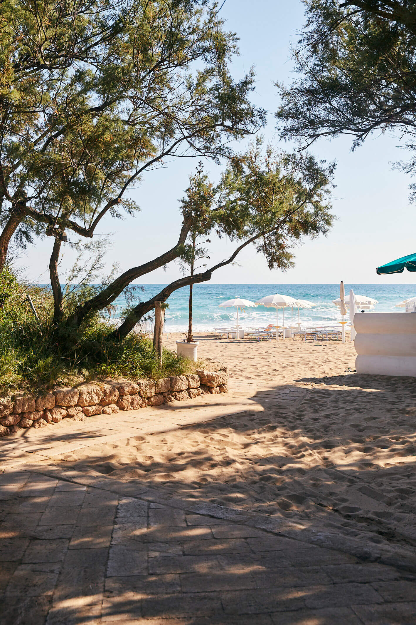 Calderisi Beach, Europe — Gnarled pine tree framing sandy beach with stone terrace, umbrellas, and turquoise Mediterranean sea under clear sky.