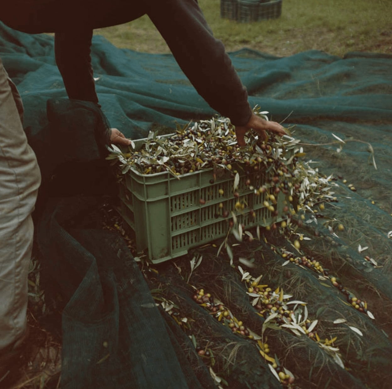 Monteverdi, Europe — Hands harvesting fresh herbs into a pale green crate on linen, morning light filtering across rustic agricultural setting.