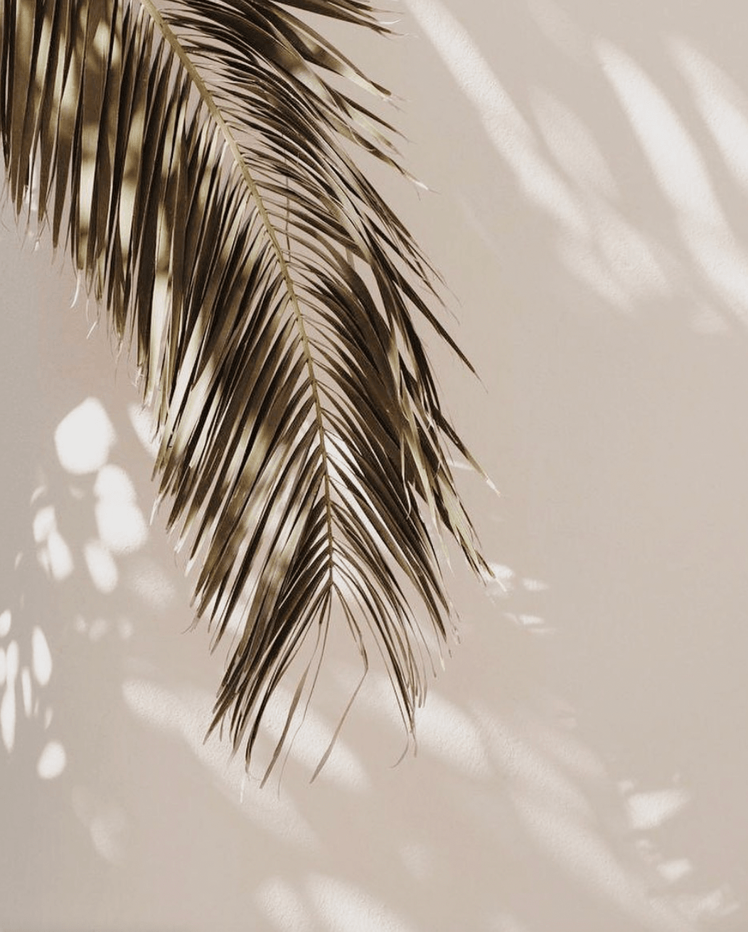 Dimora Spa — Dried palm frond casting soft shadow against neutral wall, minimalist botanical detail, luxury spa ambiance.