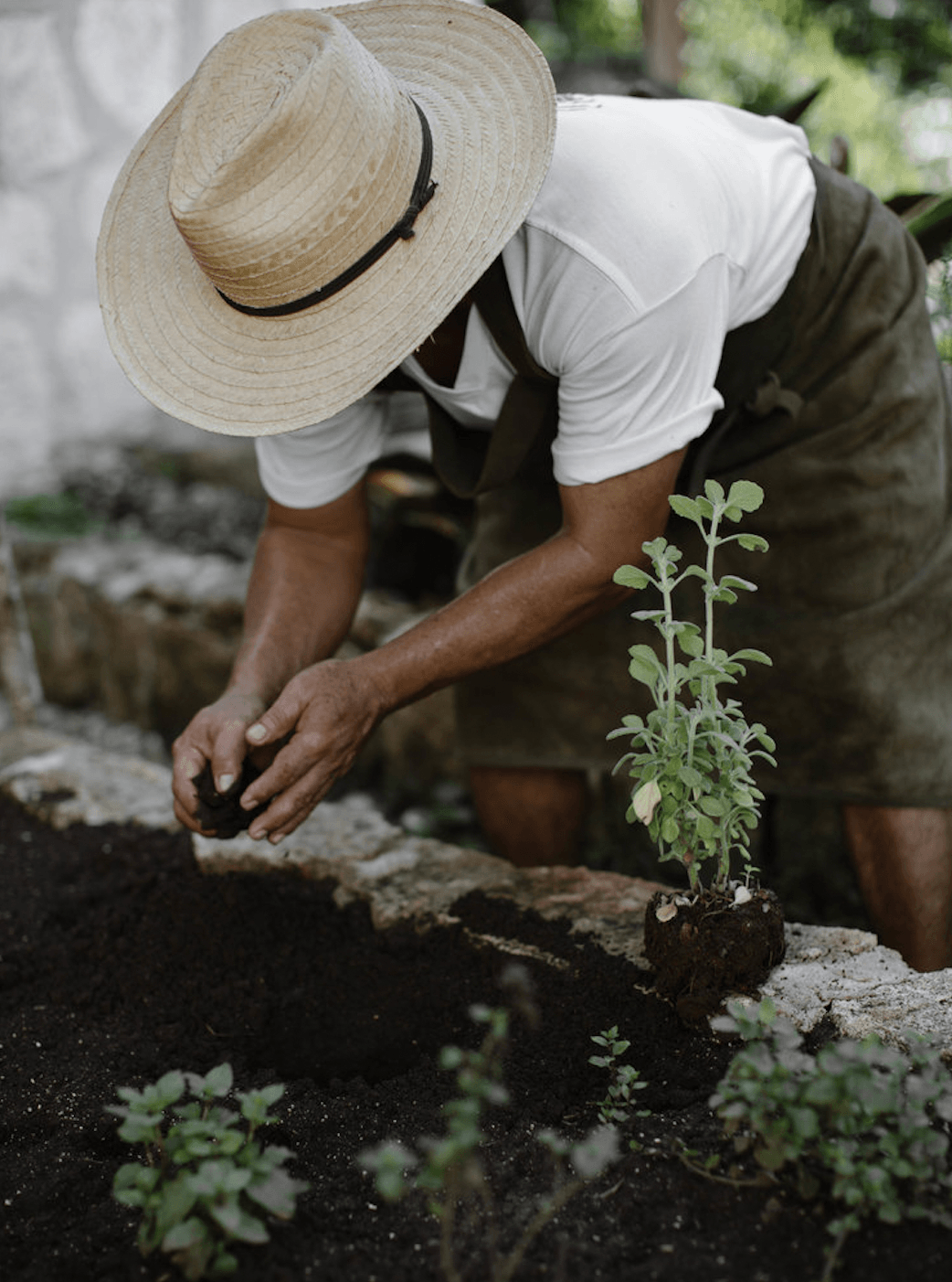 Coqui Coqui Papholchac, Mexico — Man in straw hat planting seedling in dark soil, hands carefully positioning green stem in garden bed.