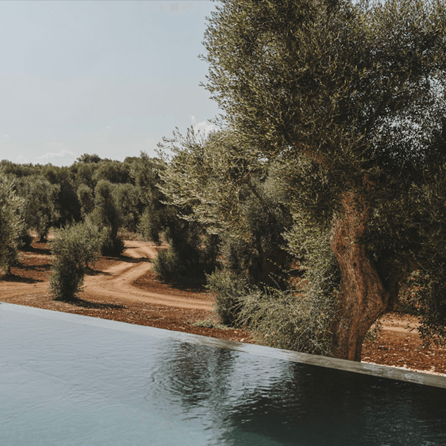 Masseria Moroseta, Europe — Infinity pool overlooking ancient olive grove with terracotta soil and limestone architecture in warm Mediterranean light.