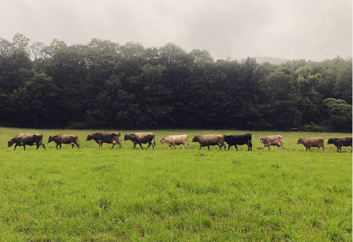 Cricket Creek Farm, North America — Cattle herd grazing lush pasture with dense forest treeline under overcast sky, pastoral countryside landscape.