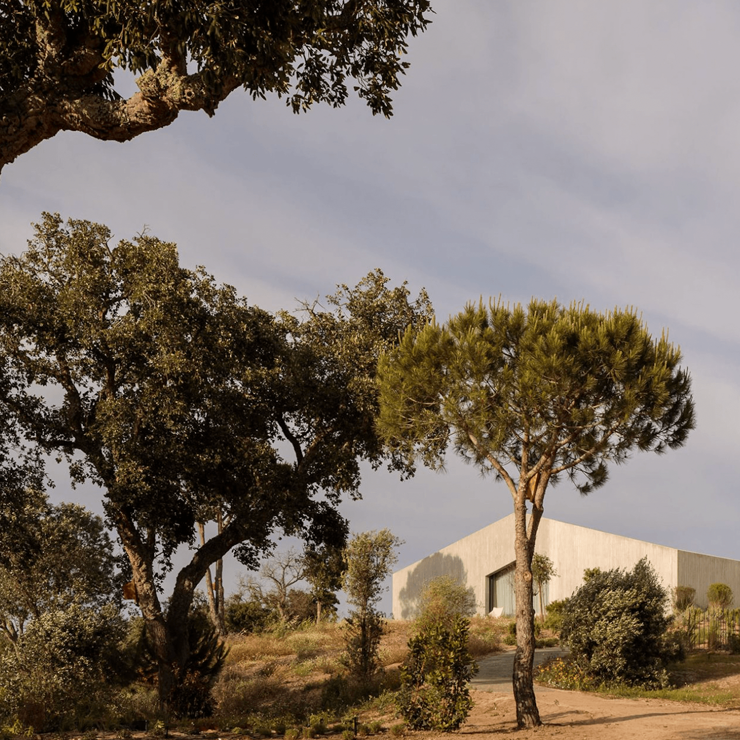Pa.te.os, Europe — Modernist white pavilion nestled among Mediterranean pines and ancient olive trees, earthy landscape, overcast light.