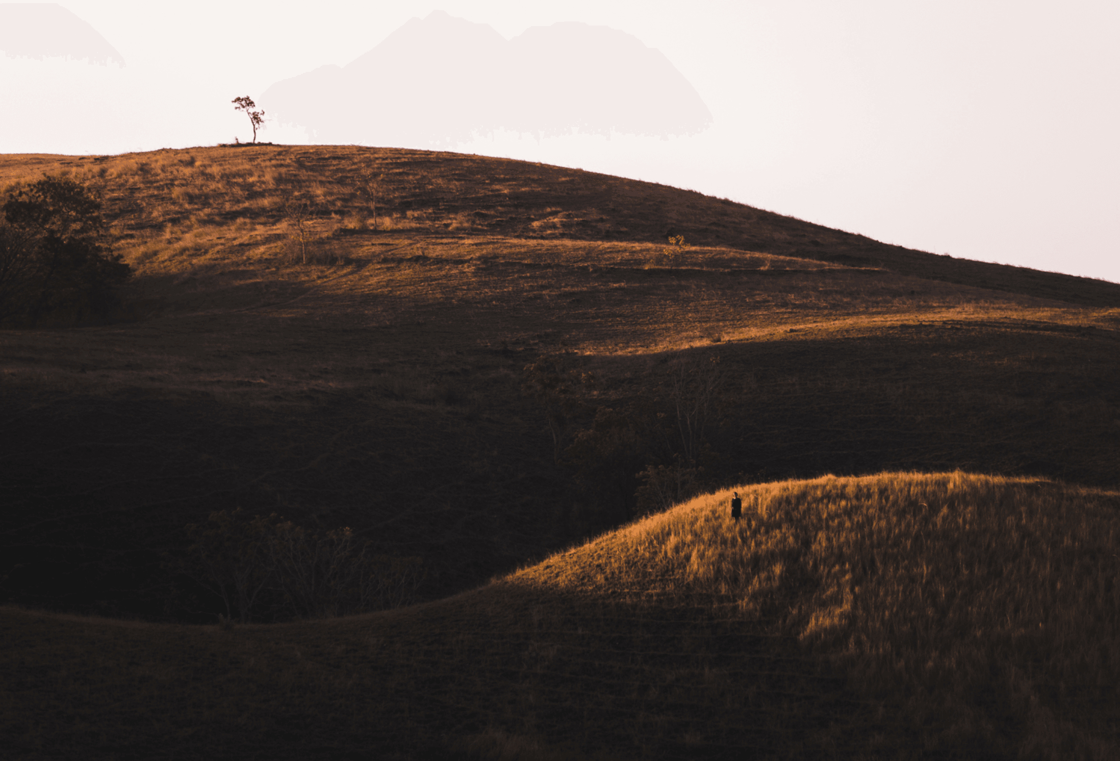 The Calm — Scorched hillside with solitary tree silhouetted against golden light, charred forest landscape suggesting resilience and natural recovery near The Calm, Asia.
