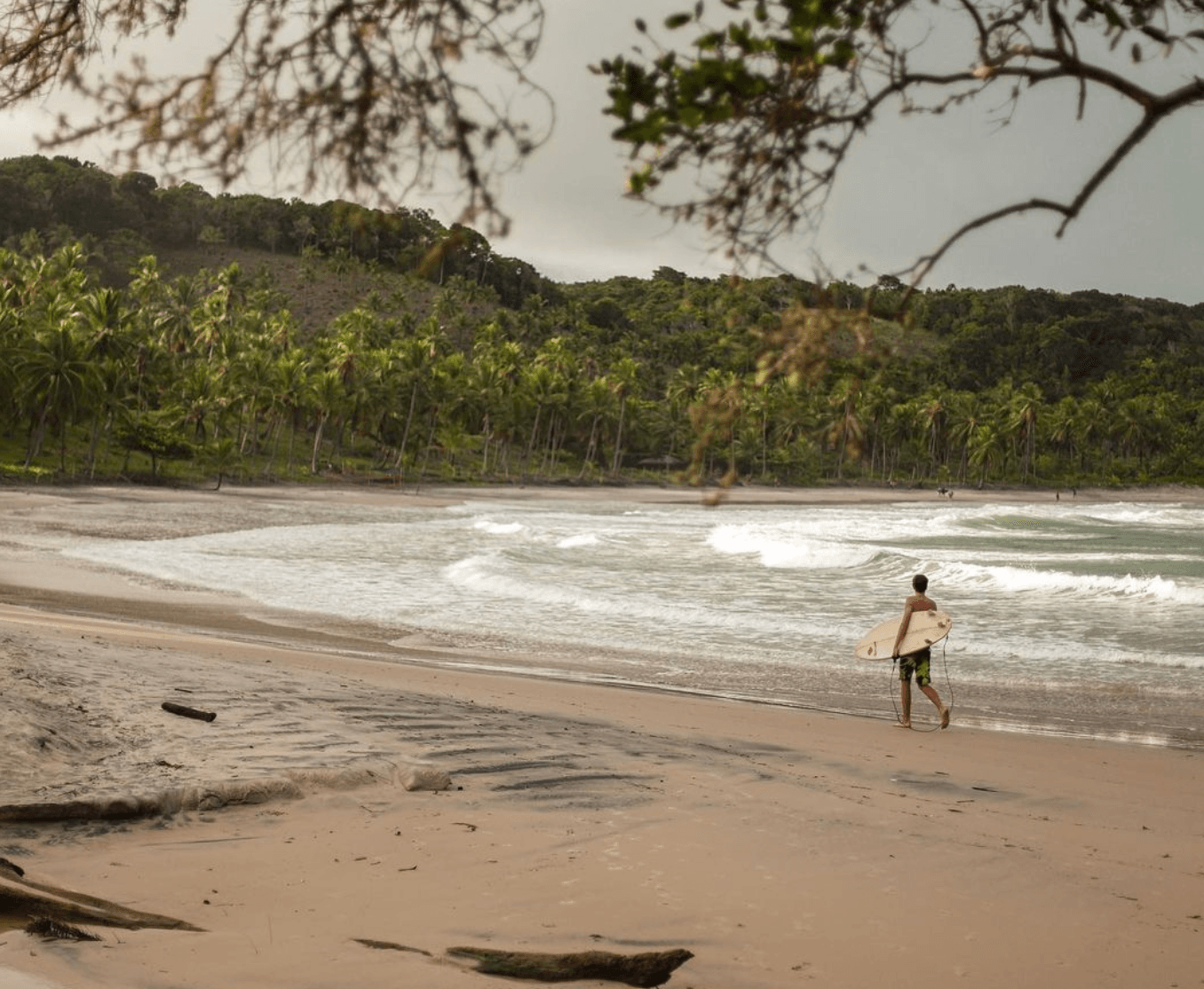 Authentic Adventures — Surfer in wetsuit entering tropical ocean waves at palm-lined beach, overcast sky, driftwood on sand.