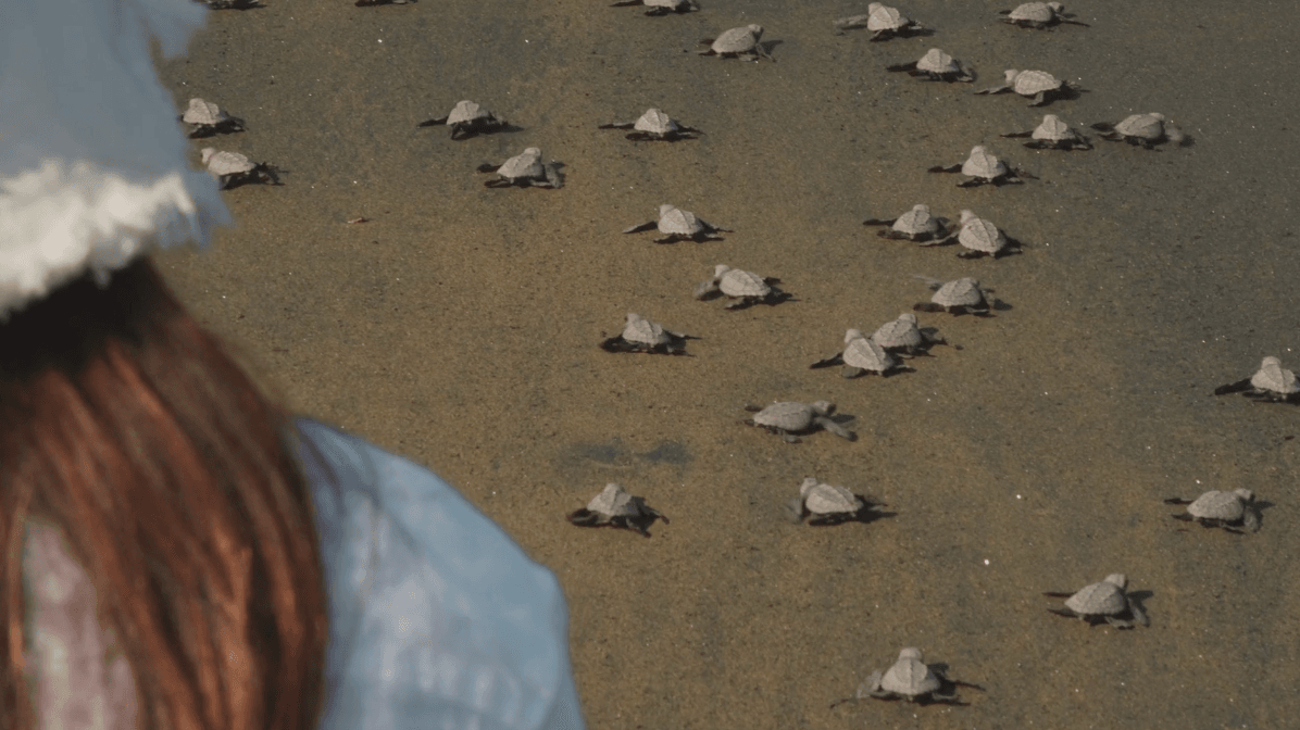 Turtle Release, Mexico — Newly hatched sea turtles crawling across sand beach toward ocean, aerial view of wildlife conservation moment.