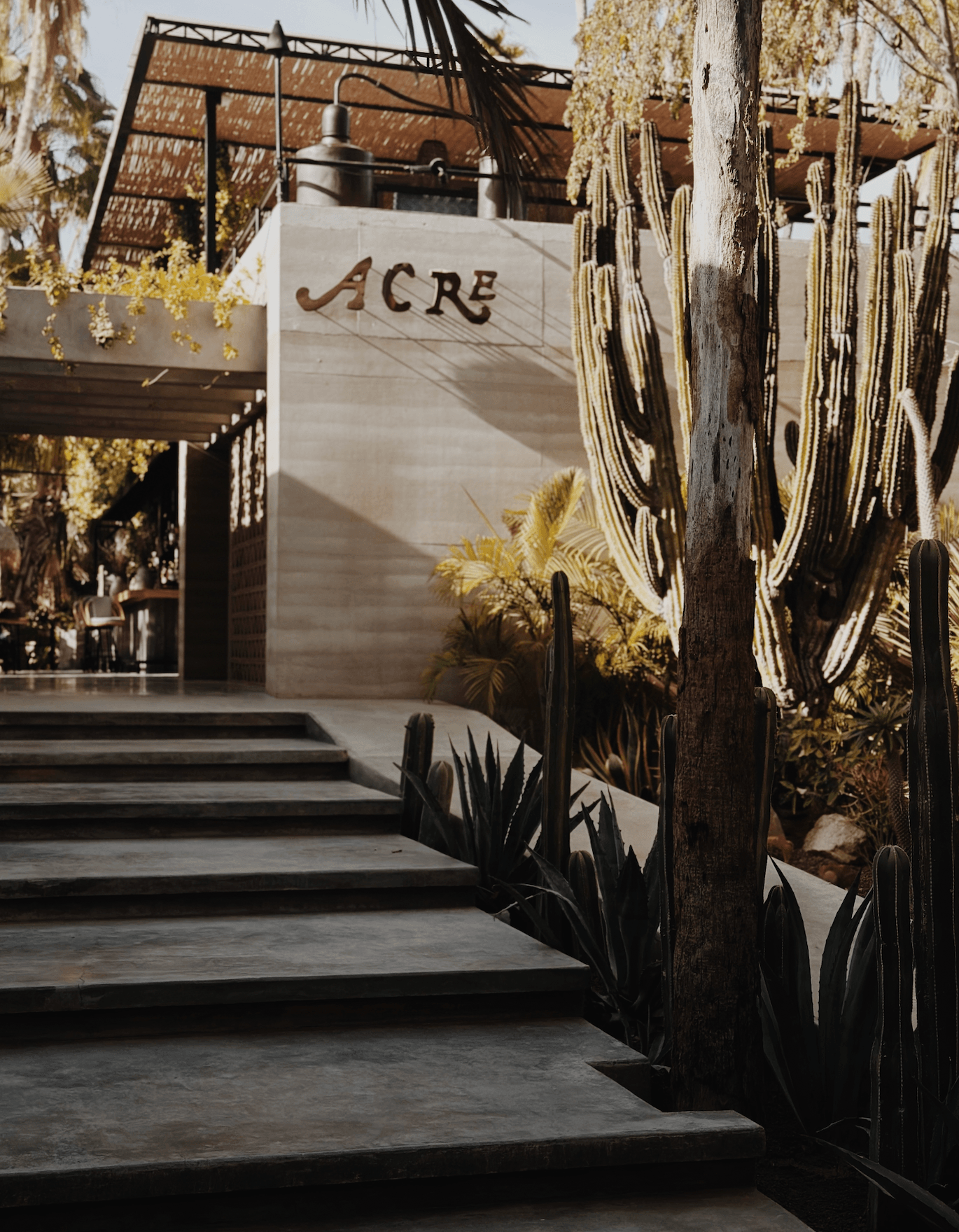 Acre, Mexico — Modernist hospitality entrance with concrete facade, organ pipe cacti, whitewashed timber pergola, and desert landscaping in warm afternoon light.