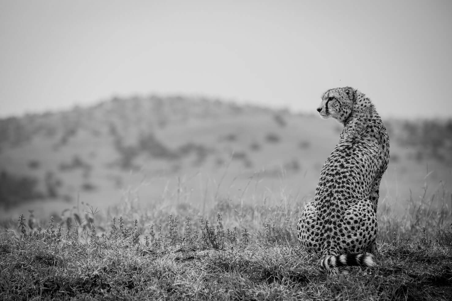 Arijiju Retreat, Africa — Cheetah standing sentinel in monochrome savanna landscape, sparse vegetation and rolling hills under overcast sky.