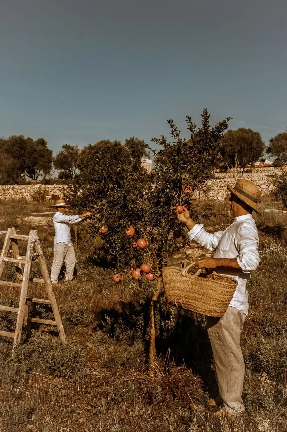 Son Blanc Farmhouse, Balearic Islands — Two farmers harvesting pomegranates in sunlit Mediterranean orchard with stone walls and olive trees.