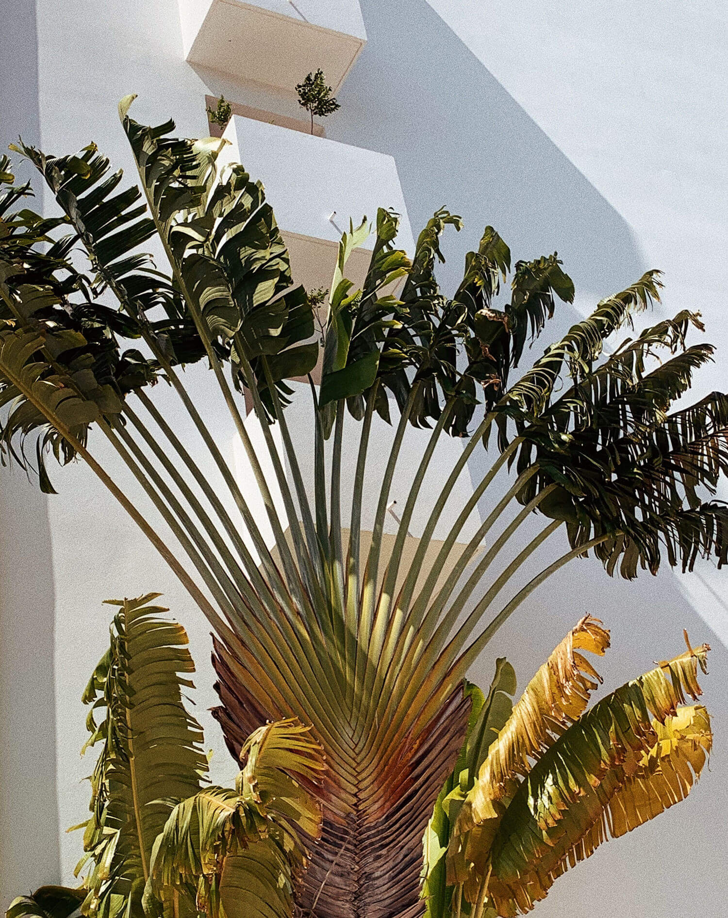 Palm Heights, North America — Fan palm fronds backlit against white modernist wall, casting geometric shadows in bright daylight.