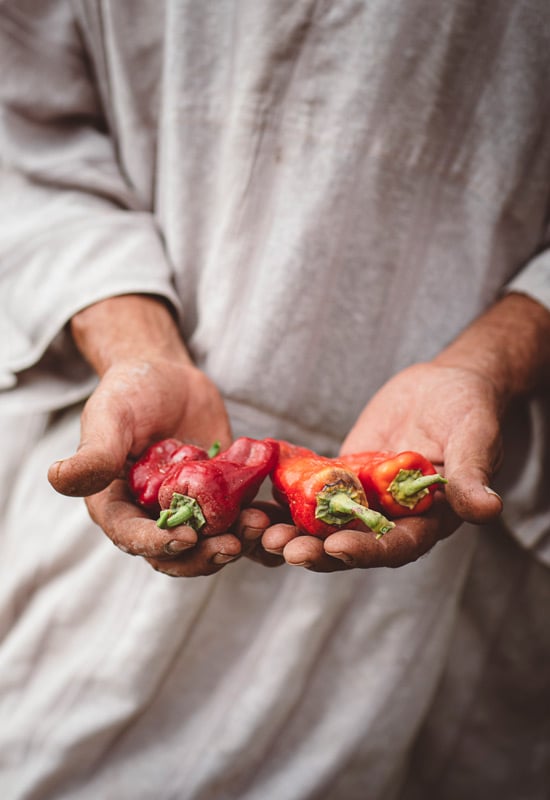 Berber Lodge, Africa — hands holding fresh red peppers against linen fabric, warm natural light highlighting local produce and artisanal aesthetic